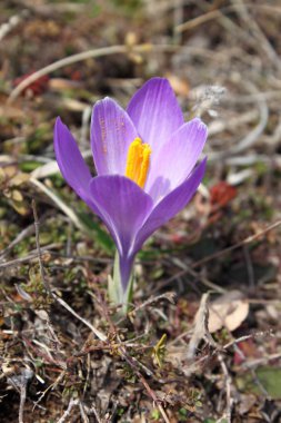 güzel bahar çiğdemler çiçekler