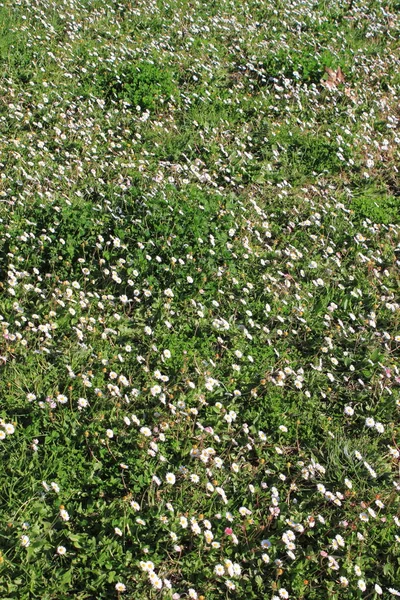 白いカモミールの花のフィールド — ストック写真