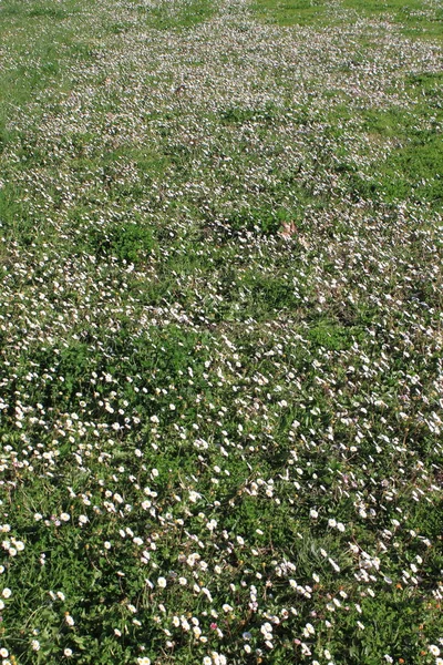 Campo Flores Brancas Camomila — Fotografia de Stock