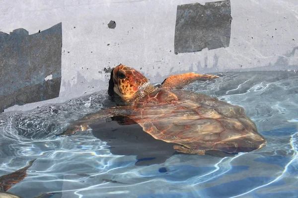 Giant sea turtle — Stock Photo, Image