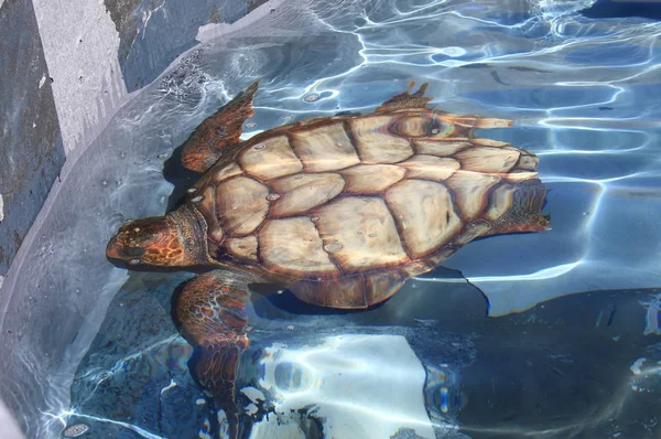 Tortue marine géante — Photo