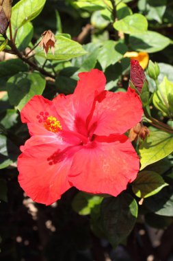 kırmızı amber çiçeği