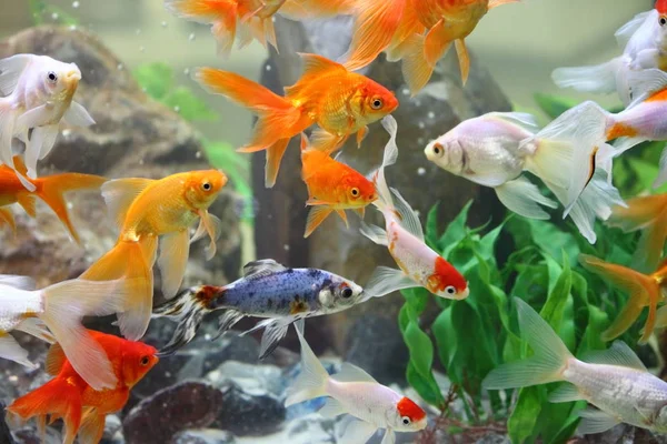 Золотые Рыбки Пресноводном Аквариуме — стоковое фото