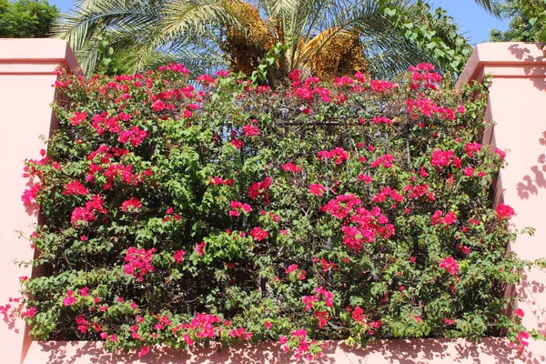 Крупный План Розовых Бугенвиллийских Цветов — стоковое фото