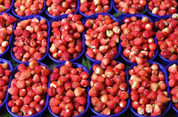 Čerstvé lesní jahody — Stock fotografie