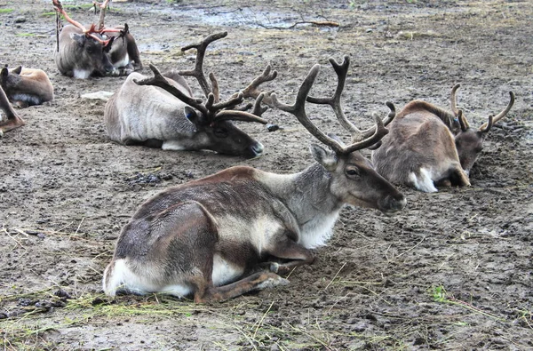 Kudde rendieren op de grond rusten — Stockfoto