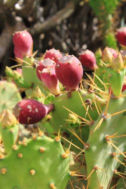 Ripe pink prickly pears clipart