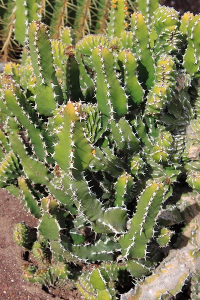 Euphorbia Canariensis Canary Typiska Kaktus — Stockfoto