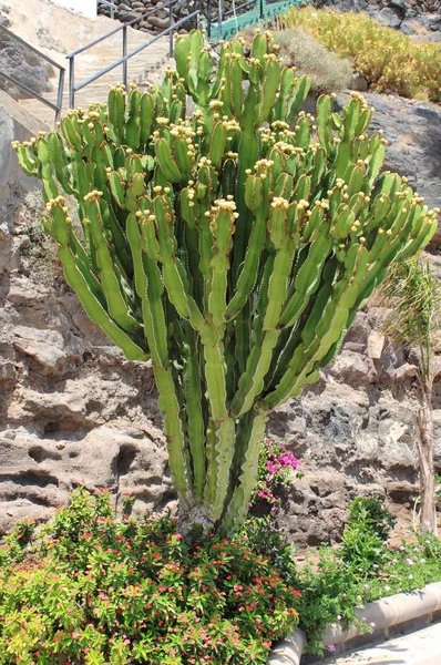 Euphorbia Canariensis — Stock Photo, Image
