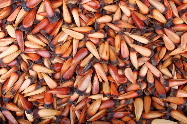 Семена Араукарии — стоковое фото