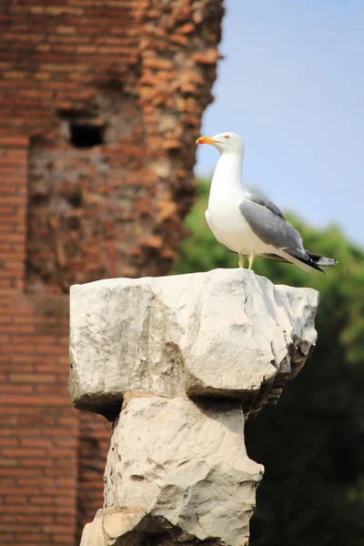 Pájaro gaviota descansando sobre un monumento en Roma — Foto de Stock