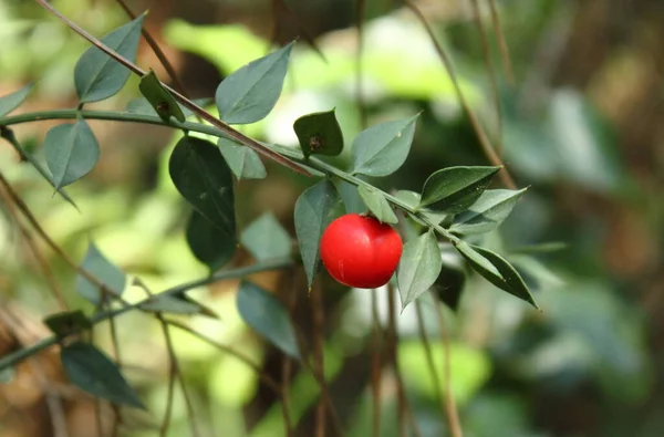 Follaje Verde Acebo Con Bayas Rojas Maduras Ilex Aquifolium Acebo —  Fotos de Stock