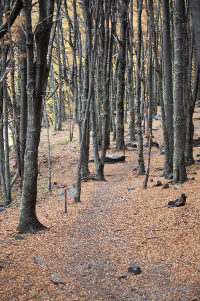 Coihue Skog Torres Del Paine National Park Chile — Stockfoto