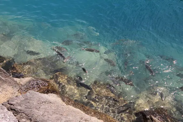 Fischschwärme Einer Mediterranen Bucht — Stockfoto
