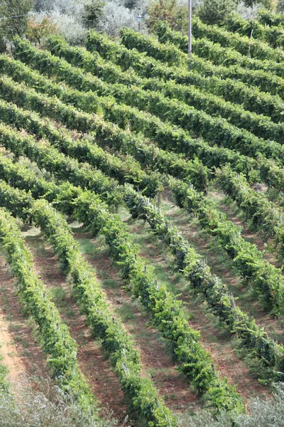 Vineyard Harvest Tuscany Italy — Stock Photo, Image
