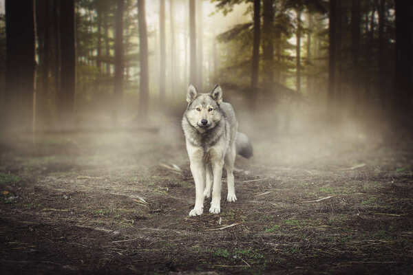 Портрет серого волка - пленное животное Волшебный лес рассвет
