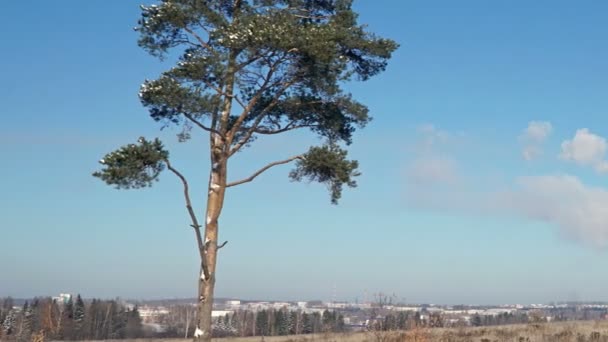 Värmekraftverk eller en fabrik med rökning skorstenar och ett solitära träd. — Stockvideo