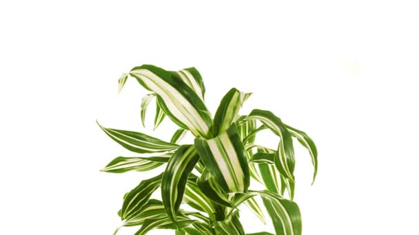Roterende plant dracaena geïsoleerd op witte achtergrond. — Stockvideo
