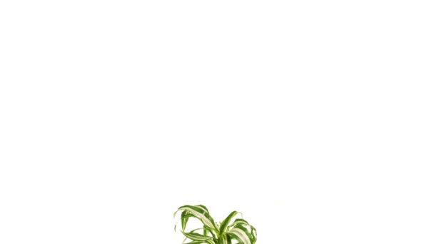 Вращающееся растение драчаена изолировано на белом фоне . — стоковое видео