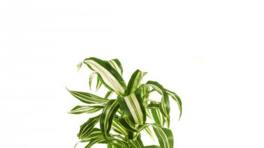 Beyaz arka plan üzerinde izole bitki dracaena döndürme.