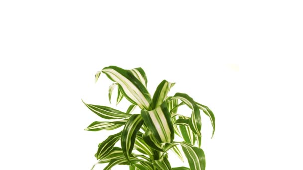 Planta rotativa dracaena isolada sobre fundo branco . — Vídeo de Stock
