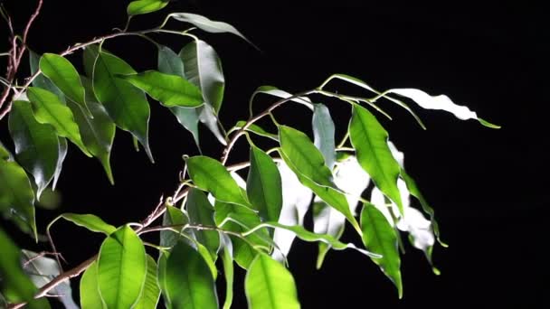 Grüne Pflanze Ficus auf schwarzem Hintergrund. — Stockvideo