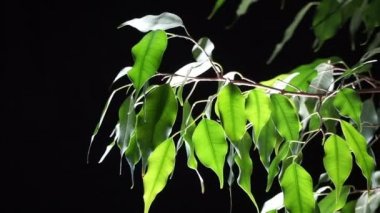 Siyah zemin üzerine yeşil bitki ficus.