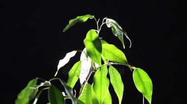 Siyah zemin üzerine yeşil bitki ficus.