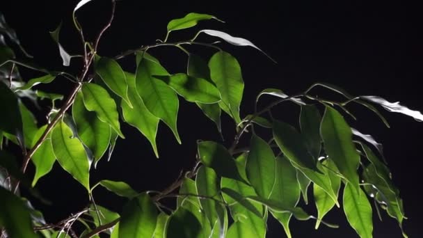 Grüne Pflanze Ficus auf schwarzem Hintergrund. — Stockvideo