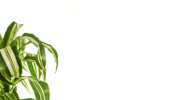 Rotující rostlina s kopie prostoru. Izolované na bílém. — Stock video