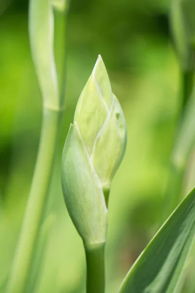 Buds of iris, green plant — Stock Photo, Image