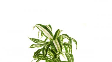 Beyaz arka plan üzerinde izole bitki dracaena döndürme.