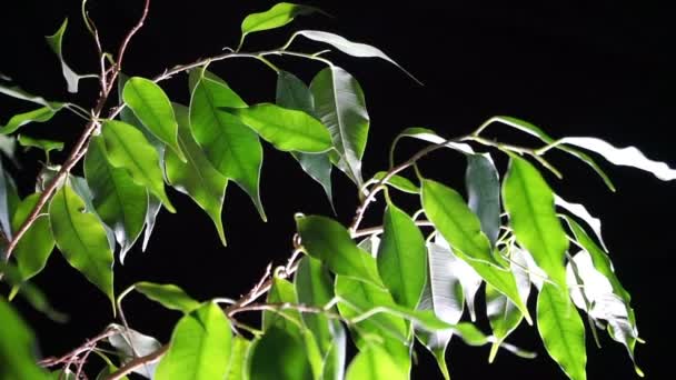 Grüne Pflanze Ficus auf schwarzem Hintergrund. — Stockvideo