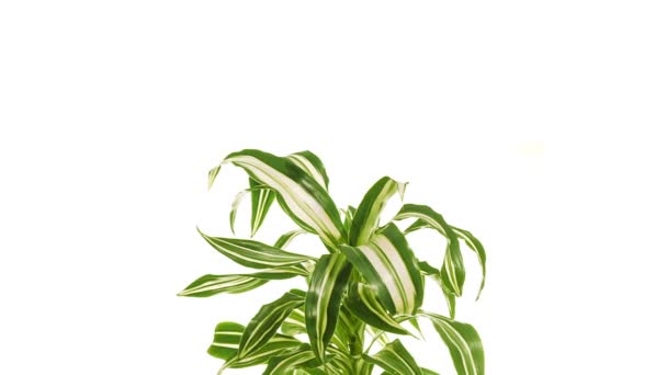 白い背景に分離された植物ドラセナを回転. — ストック動画