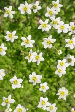yaprak yeşil zemin üzerine beyaz çiçekler.