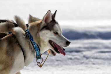 Husky köpekleri karda sürüş.