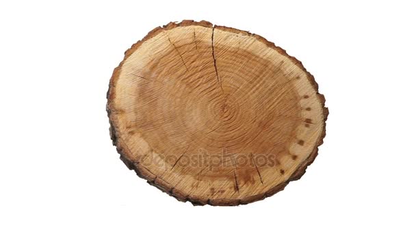 Rotating cross section of tree stump, isolated on white background. — Stock Video