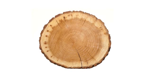 Rotating cross section of tree stump, isolated on white background. — Stock Video