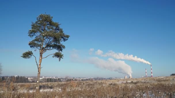 La contaminación del medio ambiente. Humo de chimeneas de fábrica y árbol solitario en un campo — Vídeos de Stock
