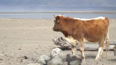 Nehrin kumlu kıyısında duran bir inek.