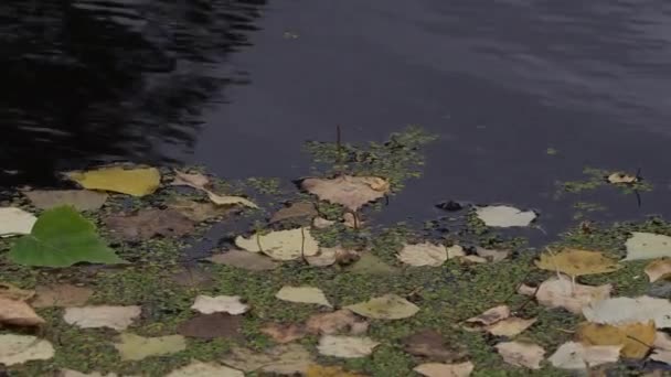 Gevallen bladeren drijven op donker wateroppervlak van een vijver of een meer op een herfstdag. — Stockvideo