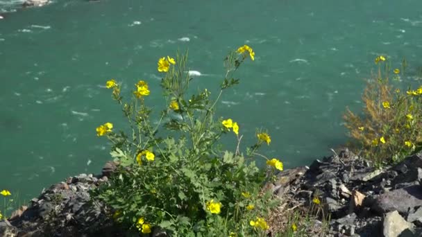 Junge gelbe Blüten mit frischen grünen Blättern auf smaragdgrünem Bergflusshintergrund. — Stockvideo