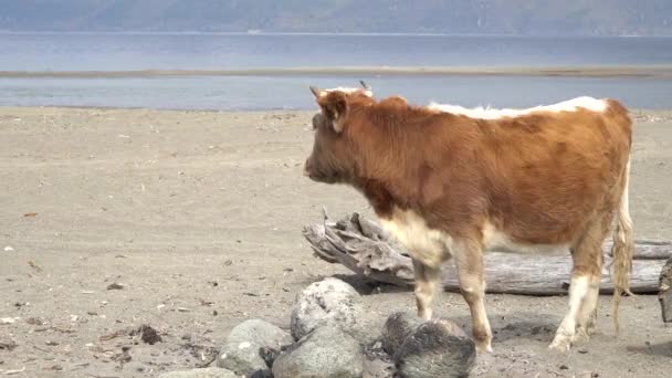 Une vache debout sur le rivage sablonneux d'une rivière . — Video