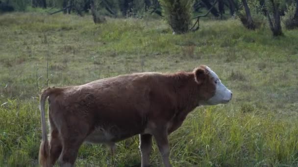 明るい日に川に沿って歩いている茶色の牛. — ストック動画