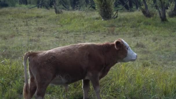 Brązowa krowa spacerująca wzdłuż rzeki w pogodny dzień. — Wideo stockowe