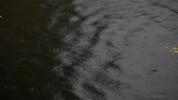 La pluie tombe sur la surface de l'eau d'une rivière ou d'un étang, cercles sur l'eau . — Video