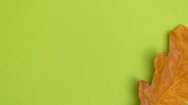 Kuru sarı sonbahar meşe yaprağı yeşil zeminde izole edilmiş..