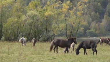 Bir sonbahar günü Altai Dağları yakınlarındaki çayırda otlayan at sürüsü..