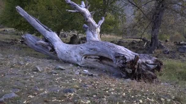 Tronco de un árbol muerto tirado en el suelo en el bosque . — Vídeos de Stock