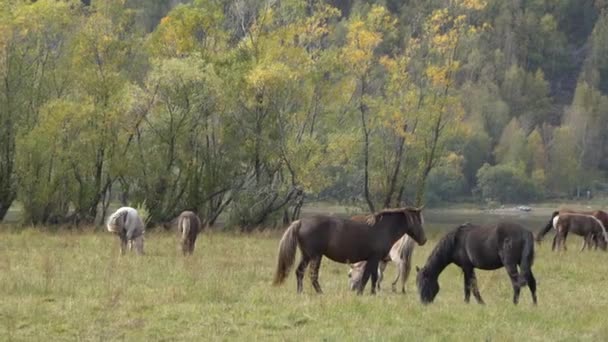 Herd paarden grazend op de weide bij het Altai gebergte op een herfstdag. — Stockvideo
